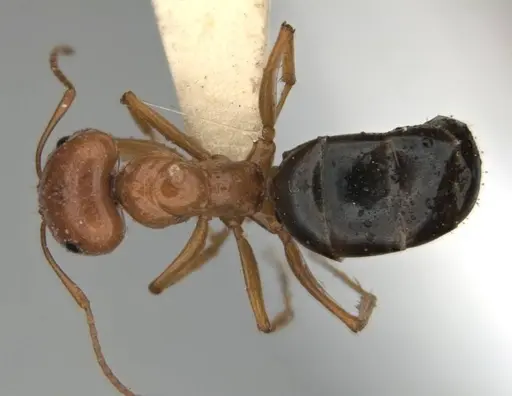 Melophorus castaneus specimen ANIC32-900180-2 image anic32-900180-2_1