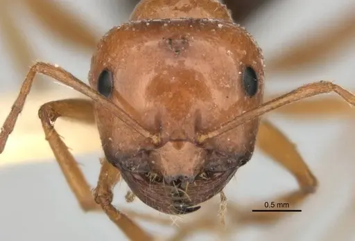 Melophorus castaneus specimen ANIC32-900180-2 image anic32-900180-2_2
