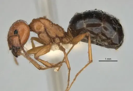 Melophorus castaneus specimen ANIC32-900180-2 image anic32-900180-2_3