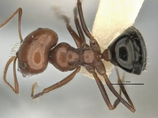 Melophorus cerasinoniger specimen ANIC32-900136-1 image anic32-900136-1_1