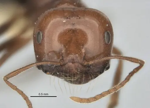 Melophorus cerasinoniger specimen ANIC32-900136-1 image anic32-900136-1_2