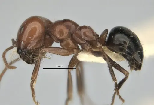 Melophorus cerasinoniger specimen ANIC32-900136-1 image anic32-900136-1_3