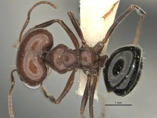 Melophorus cerasinoniger specimen ANIC32-900136-2 image anic32-900136-2_1