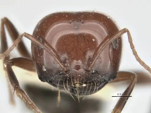 Melophorus cerasinoniger specimen ANIC32-900136-2 image anic32-900136-2_2