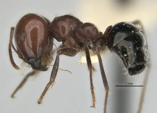 Melophorus cerasinoniger specimen ANIC32-900136-2 image anic32-900136-2_3