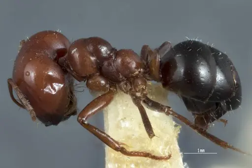 Melophorus cerasinoniger specimen ANTWEB1041109 image antweb1041109_3