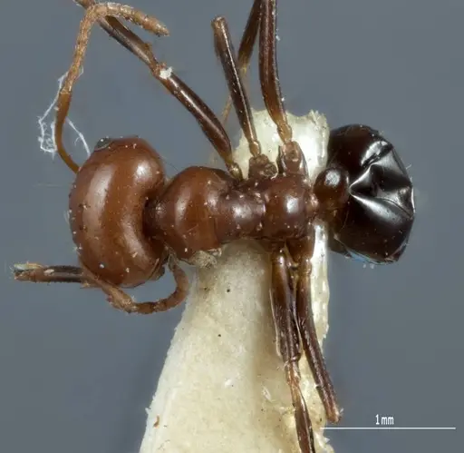 Melophorus cerasinoniger specimen ANTWEB1041110 image antweb1041110_1