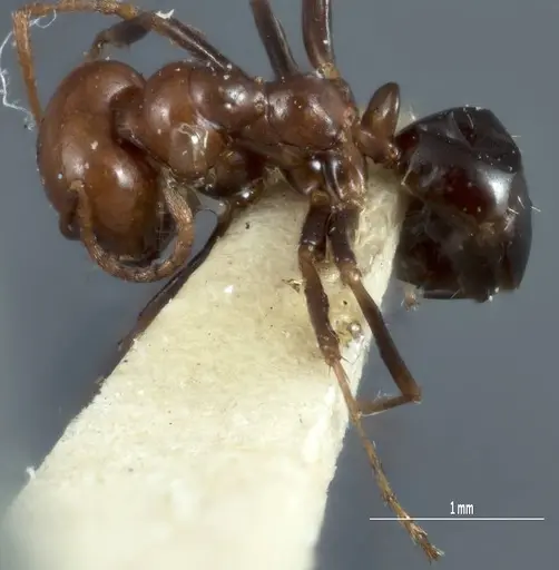 Melophorus cerasinoniger specimen ANTWEB1041110 image antweb1041110_3