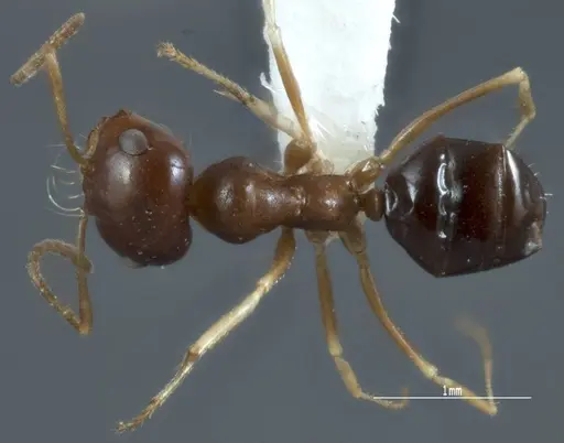 Melophorus chauliodon specimen ANIC32-900067-1 image anic32-900067-1_1