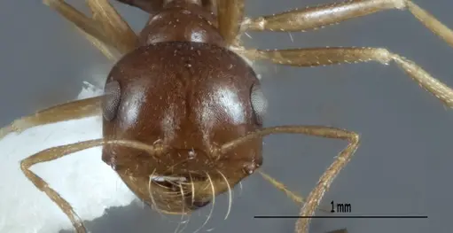 Melophorus chauliodon specimen ANIC32-900067-1 image anic32-900067-1_2