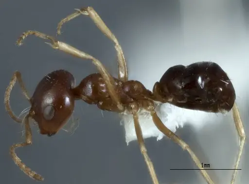 Melophorus chauliodon specimen ANIC32-900067-1 image anic32-900067-1_3