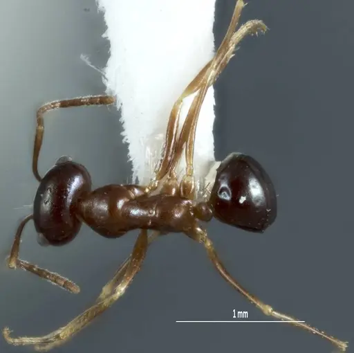 Melophorus chauliodon specimen ANIC32-900067-2 image anic32-900067-2_1