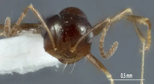 Melophorus chauliodon specimen ANIC32-900067-2 image anic32-900067-2_2