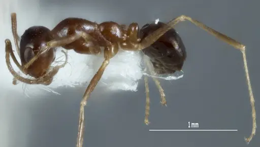 Melophorus chauliodon specimen ANIC32-900067-2 image anic32-900067-2_3