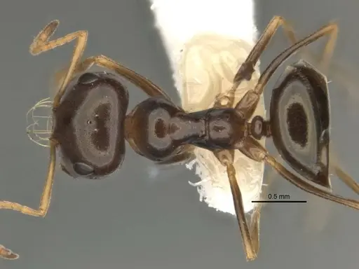 Melophorus chauliodon specimen ANIC32-900189-1 image anic32-900189-1_1