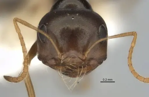 Melophorus chauliodon specimen ANIC32-900189-1 image anic32-900189-1_2