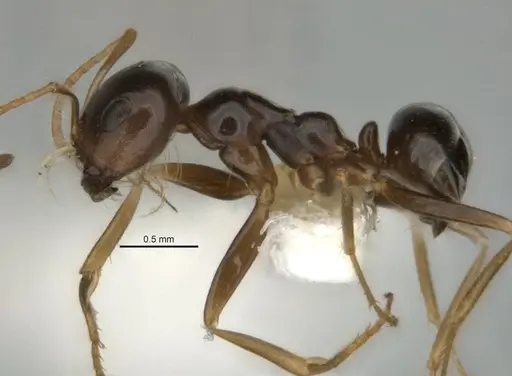 Melophorus chauliodon specimen ANIC32-900189-1 image anic32-900189-1_3