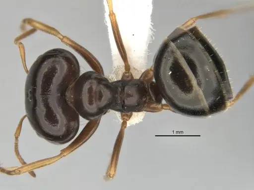 Melophorus chauliodon specimen ANIC32-900189-2 image anic32-900189-2_1