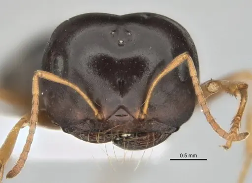 Melophorus chauliodon specimen ANIC32-900189-2 image anic32-900189-2_2