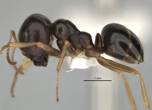 Melophorus chauliodon specimen ANIC32-900189-2 image anic32-900189-2_3