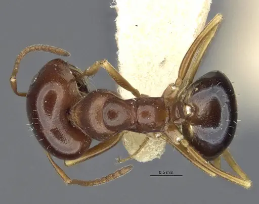 Melophorus chauliodon specimen MCZ-ENT00303602-1 image mcz-ent00303602-1_1