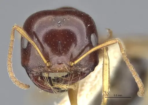 Melophorus chauliodon specimen MCZ-ENT00303602-1 image mcz-ent00303602-1_2