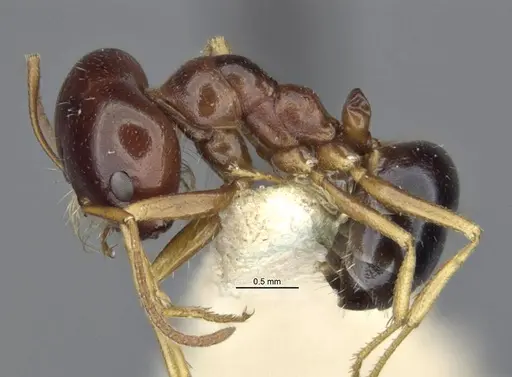 Melophorus chauliodon specimen MCZ-ENT00303602-1 image mcz-ent00303602-1_3