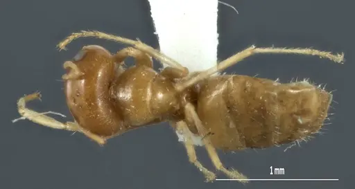 Melophorus chrysus specimen ANIC32-900127-1 image anic32-900127-1_1