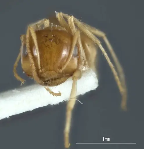 Melophorus chrysus specimen ANIC32-900127-1 image anic32-900127-1_2