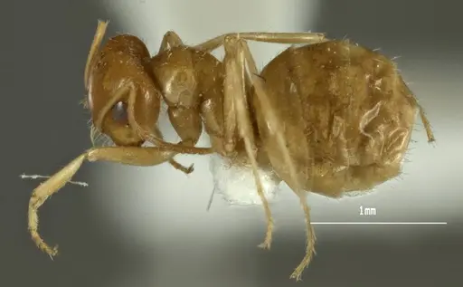 Melophorus chrysus specimen ANIC32-900127-1 image anic32-900127-1_3