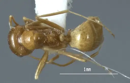 Melophorus chrysus specimen ANIC32-900127-2 image anic32-900127-2_1