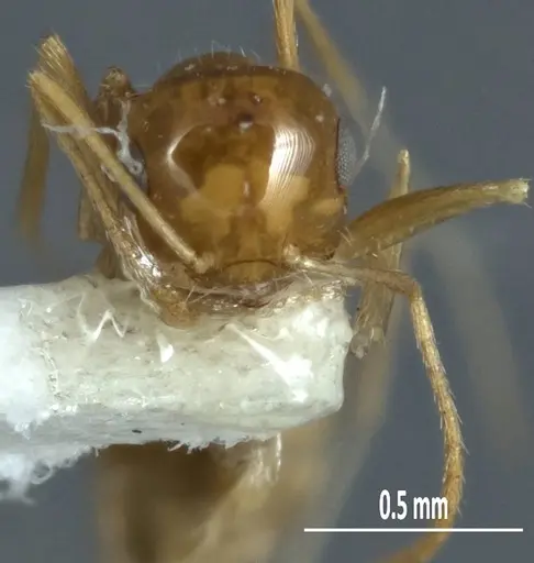 Melophorus chrysus specimen ANIC32-900127-2 image anic32-900127-2_2
