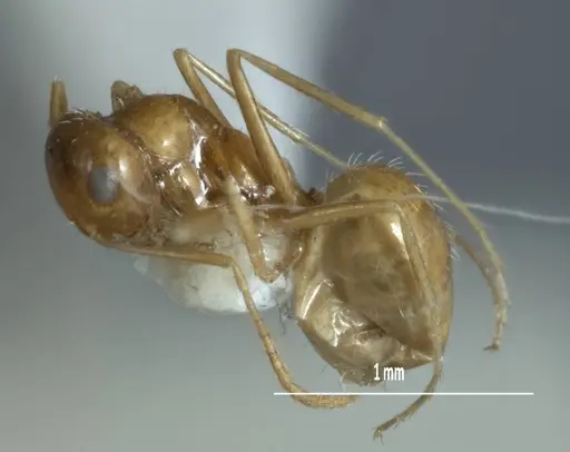 Melophorus chrysus specimen ANIC32-900127-2 image anic32-900127-2_3