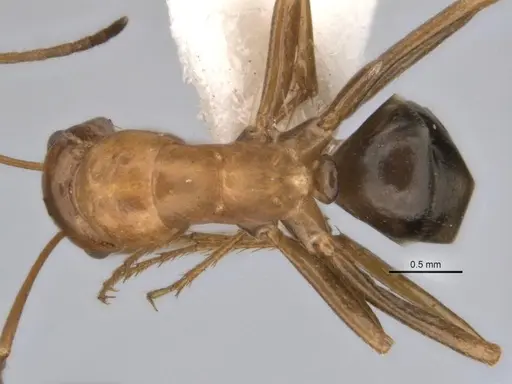 Melophorus clypeatus specimen JDM32-001497-1 image jdm32-001497-1_1