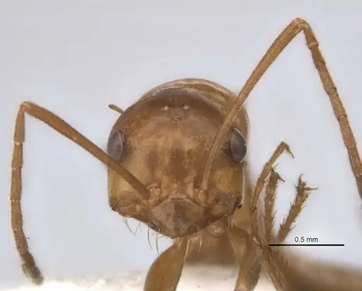 Melophorus clypeatus specimen JDM32-001497-1 image jdm32-001497-1_2
