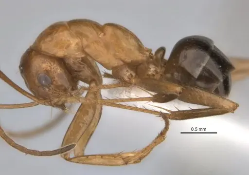 Melophorus clypeatus specimen JDM32-001497-1 image jdm32-001497-1_3