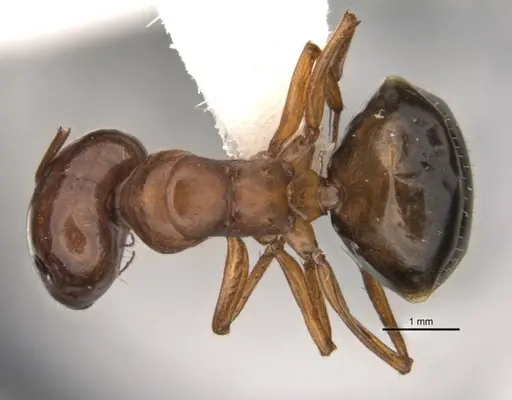 Melophorus clypeatus specimen JDM32-001497-2 image jdm32-001497-2_1