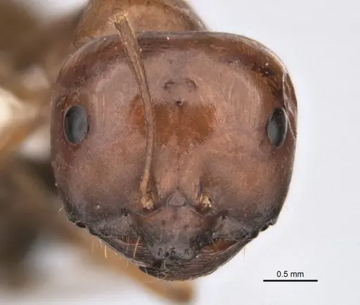 Melophorus clypeatus specimen JDM32-001497-2 image jdm32-001497-2_2