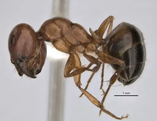 Melophorus clypeatus specimen JDM32-001497-2 image jdm32-001497-2_3