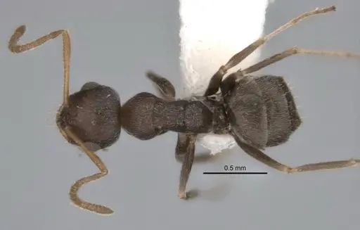 Melophorus compactus specimen ANIC32-900088-1 image anic32-900088-1_1
