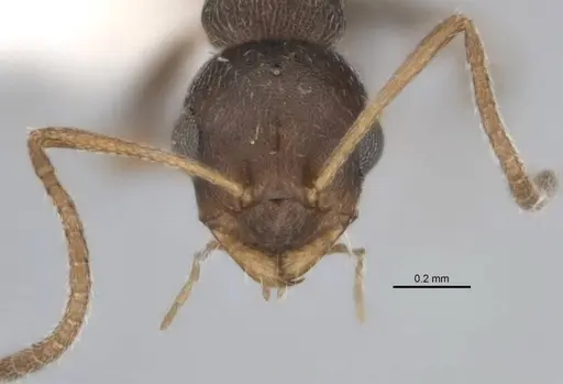 Melophorus compactus specimen ANIC32-900088-1 image anic32-900088-1_2