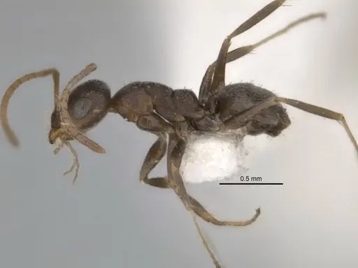 Melophorus compactus specimen ANIC32-900088-1 image anic32-900088-1_3