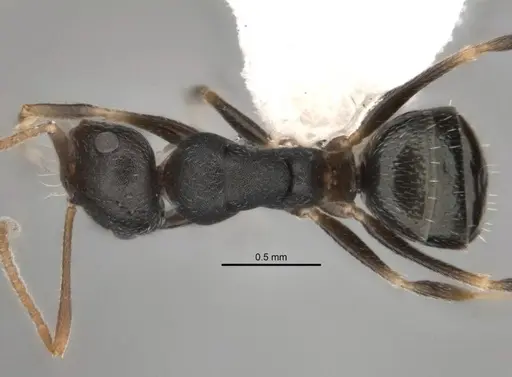 Melophorus cuneatus specimen JDM32-001958-1 image jdm32-001958-1_1