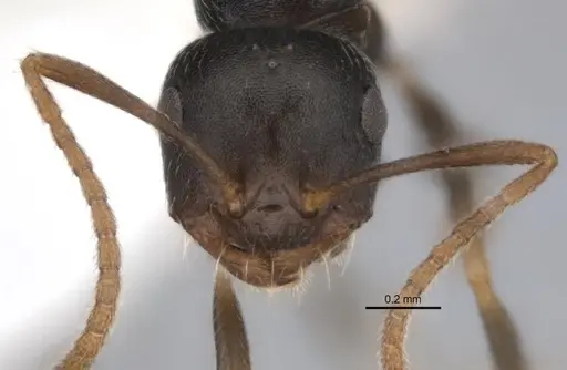 Melophorus cuneatus specimen JDM32-001958-1 image jdm32-001958-1_2