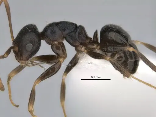 Melophorus cuneatus specimen JDM32-001958-1 image jdm32-001958-1_3