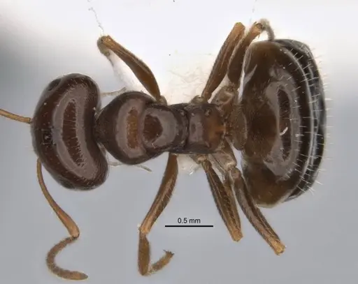 Melophorus cuneatus specimen JDM32-001958-2 image jdm32-001958-2_1