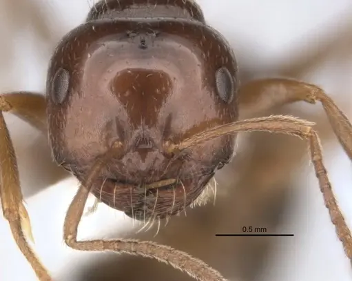 Melophorus cuneatus specimen JDM32-001958-2 image jdm32-001958-2_2