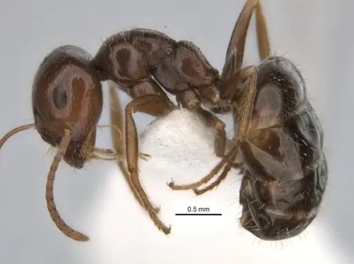 Melophorus cuneatus specimen JDM32-001958-2 image jdm32-001958-2_3