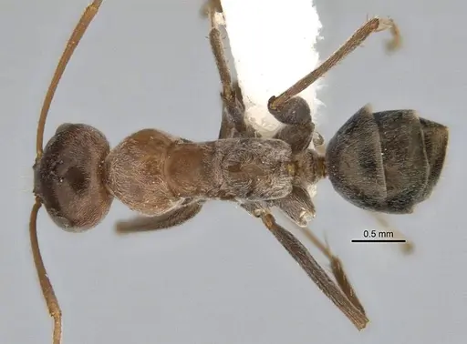 Melophorus curtus specimen ANIC32-900019-1 image anic32-900019-1_1