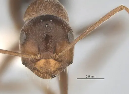 Melophorus curtus specimen ANIC32-900019-1 image anic32-900019-1_2
